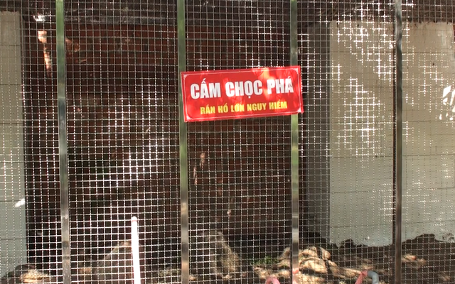 can canh cap ran dai 7m duoc cho la ran ho may cuc doc o nui cam