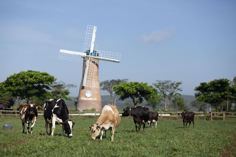 vinamilk la thuong hieu duoc nguoi tieu dung chon mua nhieu nhat 8 nam lien