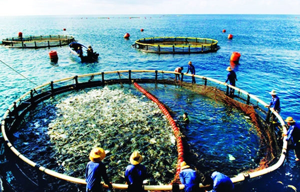 Tác động kinh tế của "thẻ vàng" IUU: (Kỳ 1) Thuỷ sản nguy cơ mất thị trường châu Âu