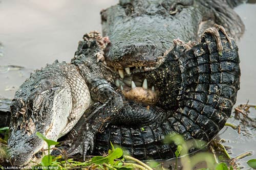 [VIDEO] Kinh hoàng cá sấu ăn thịt đồng loại
