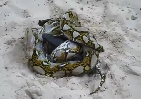 [VIDEO] Ác chiến kinh hoàng giữa dơi khổng lồ và trăn