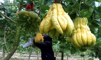 Chiêm ngưỡng 'bàn tay Phật' của người dân Đắc Sở