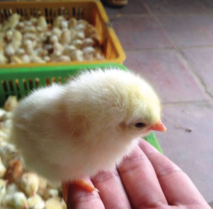 giong ga quy hiem o hoa binh