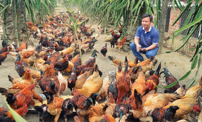 giong ga quy hiem o hoa binh