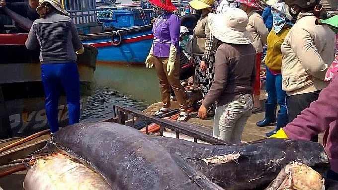cang ca xuong cap ngu dan kho vuon khoi bam bien