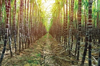 Sự tích Bà Chúa Mía