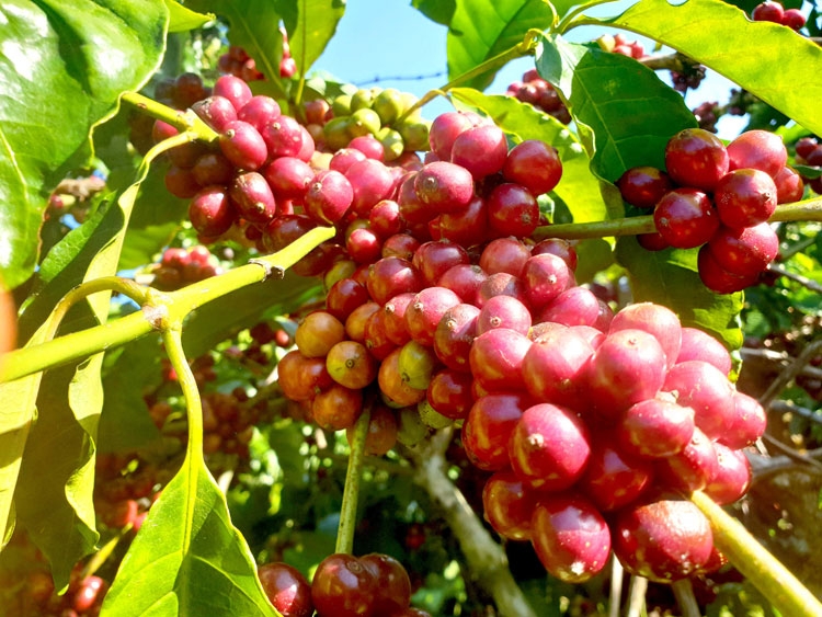 Phận người hái cà phê thuê