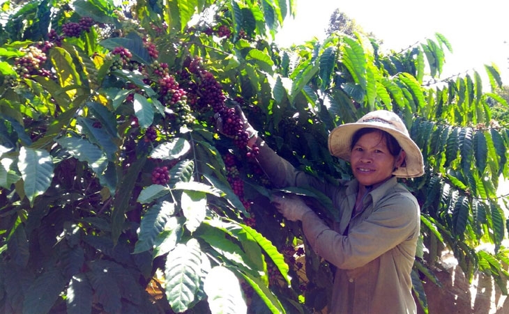 Phận người hái cà phê thuê