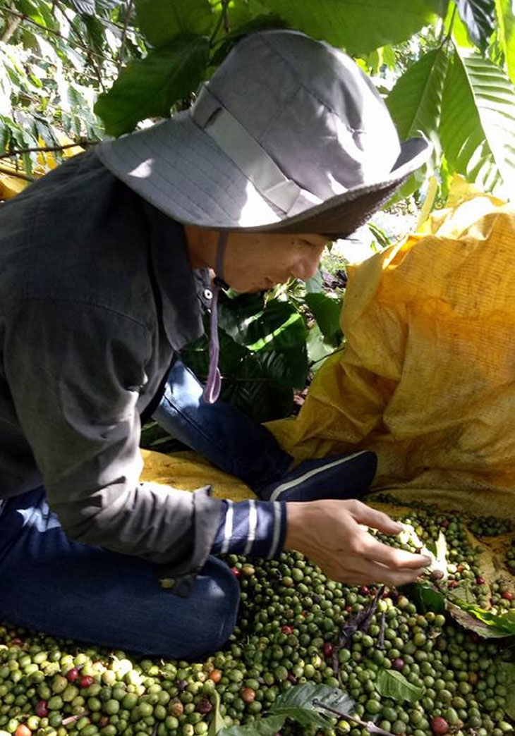 Phận người hái cà phê thuê