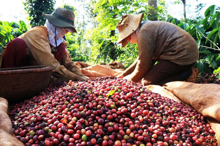 Phận người hái cà phê thuê
