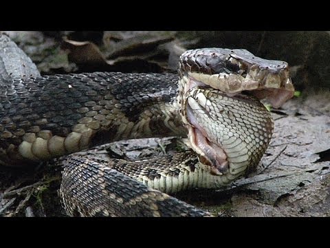 [VIDEO] Hổ mang chúa tung cú đớp "chí mạng" nuốt chửng trăn
