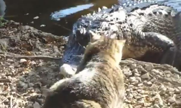 [VIDEO] Mèo con 