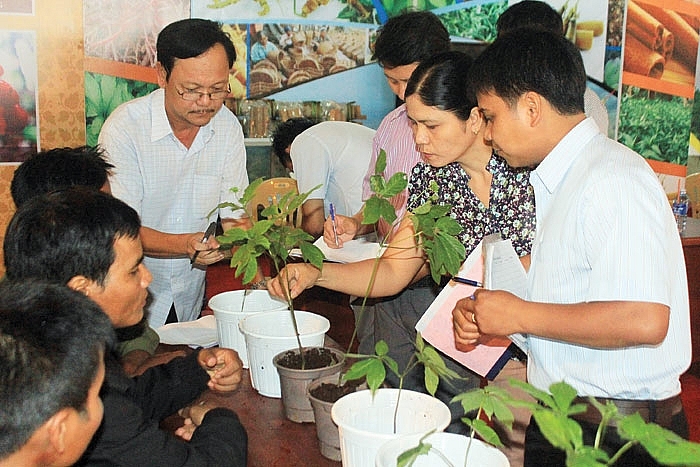 nhung ty phu sam o lung chung troi