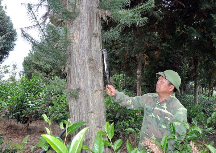 khat vong tren dinh chong ta gia