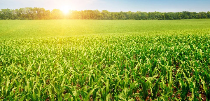 Trung Quốc: Dự kiến diện tích gieo trồng ngô trong năm 2021 tăng thêm 667.000 ha