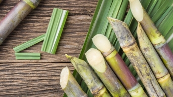 Giá nguyên liệu công nghiệp ngày 23/2: Giá đường hồi phục nhích nhẹ?