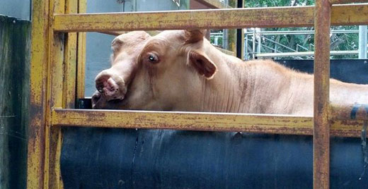 Xuất hiện con  bò 2 đầu kỳ lạ  ở Úc