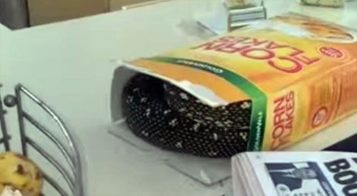 Giật mình phát hiện con trăn 2m trong hộp ngũ cốc