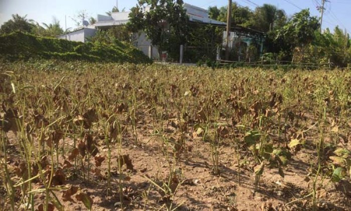Nước mắt nhà nông (Kỳ 2)