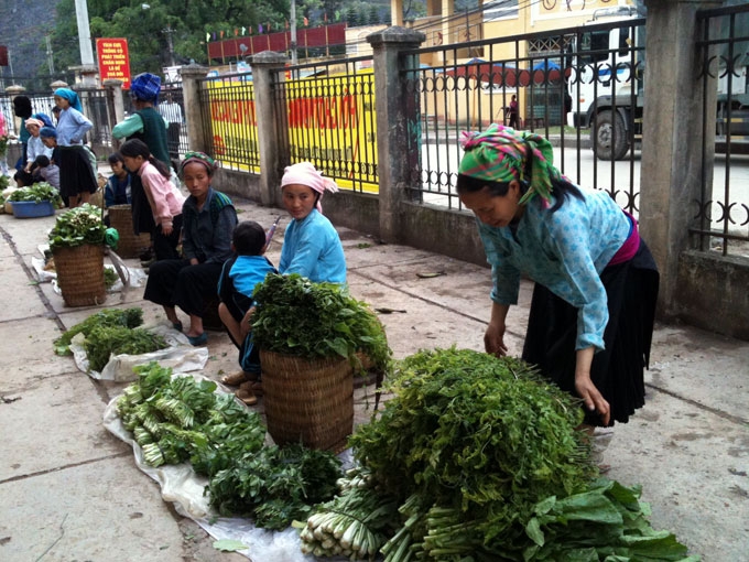 Rau cay Mèo Vạc