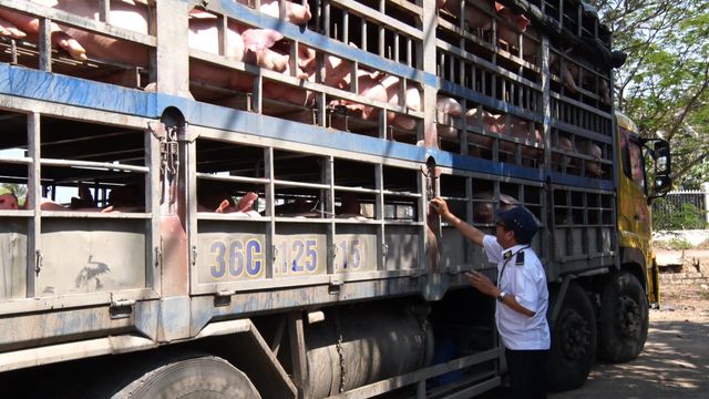 Người chăn nuôi ở “thủ phủ” heo ồ ạt bán tháo vì sợ dịch tả