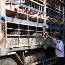 can xu ly nghiem buon ban lon nhiem benh ta lon chau phi