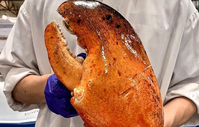 Càng tôm hùm khổng lồ "rẻ như rau" Cây hoa sữa dáng lạ trả 6 tỷ đồng không bán