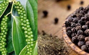 Giá tiêu hôm nay 22/3: Nông dân găm hàng, kỳ vọng giá tăng