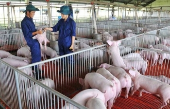 Giá heo hôm nay 22/3: Hai miền Bắc - Nam tăng giảm trái chiều