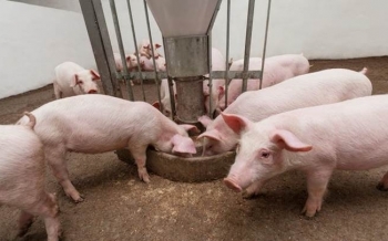 Giá heo hơi hôm nay 24/3: Miền Bắc - Trung giá tiếp tục đi ngang, miền Nam giá trái chiều