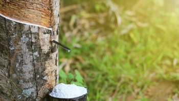 Giá nguyên liệu công nghiệp ngày 1/3: Giá cao su giảm mạnh?