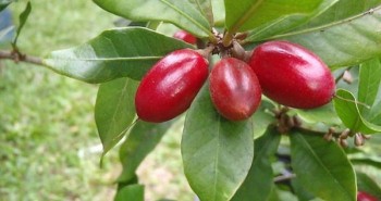 Trái cây 'thần kỳ' biến chua đắng thành ngọt ngào