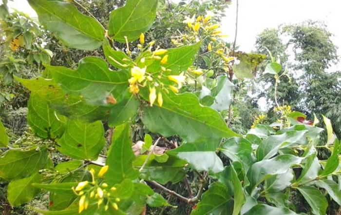 chuyen buon o xu ngan cau