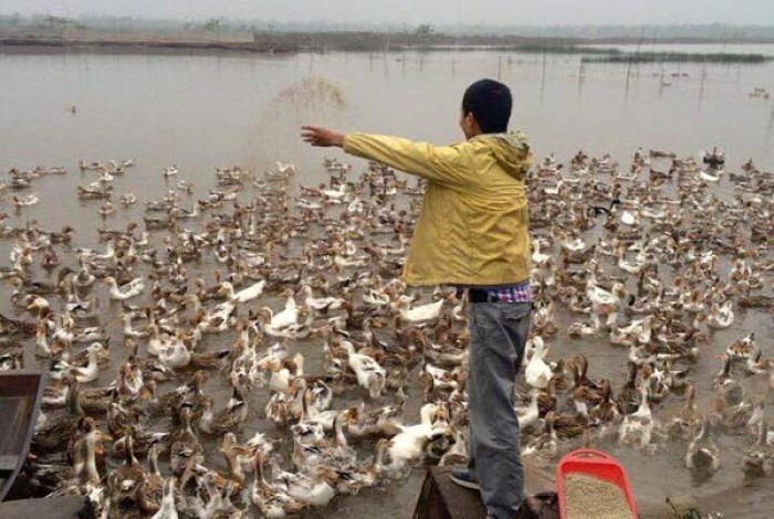 doan van vuon lai vuon minh
