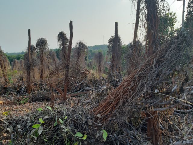 nong dan vo no vi vang den cau cuu nha nuoc