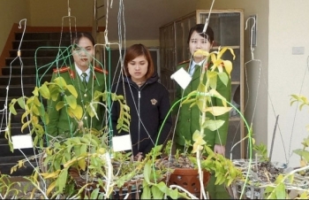 Lan đột biến & cái sự "ngáo"