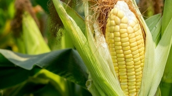 Giá nông sản ngày 31/3: Giá ngô trái chiều với nhóm mặt hàng còn lại?
