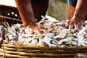 Thị trường nước mắm: Trò chơi "lập lờ đánh lận"?