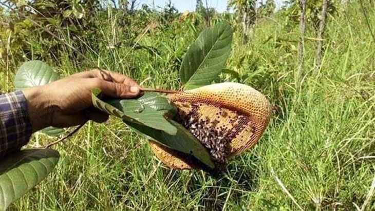 Săn ong ruồi trên cao nguyên xanh