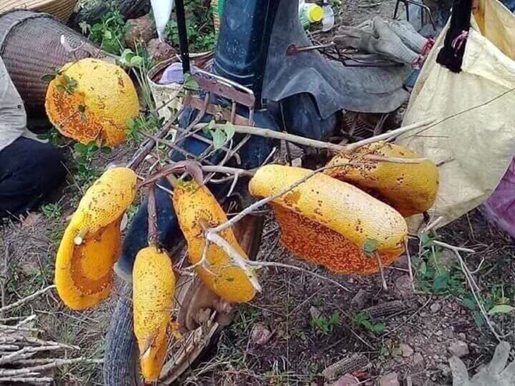 Săn ong ruồi trên cao nguyên xanh