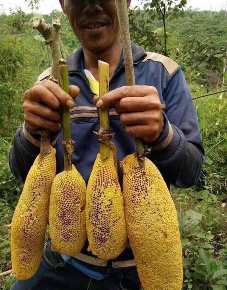 Săn ong ruồi trên cao nguyên xanh