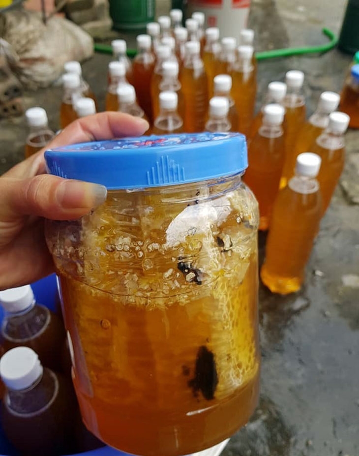 Săn ong ruồi trên cao nguyên xanh