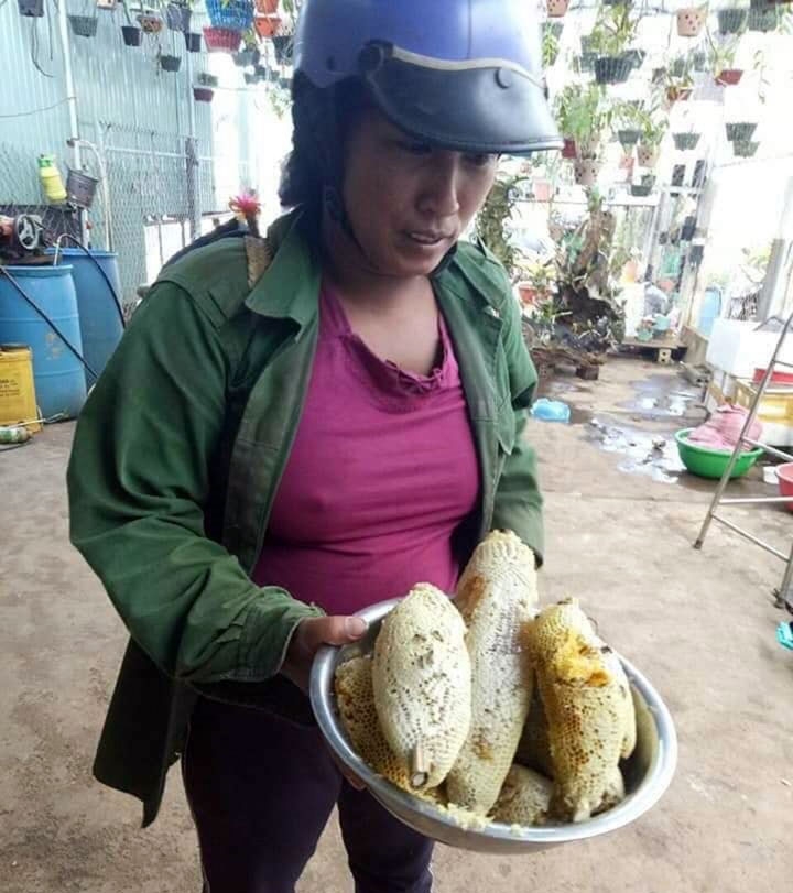 Săn ong ruồi trên cao nguyên xanh