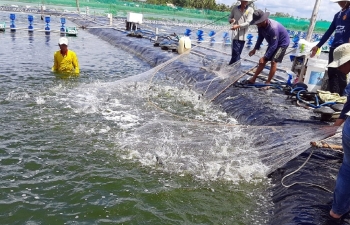 Thủy sản Việt chớp cơ hội trong đại dịch
