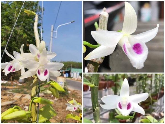 Lan 5CT Bạch Tuyết là một trong những loại Lan đột biết có giá trị kinh tế cao hàng đầu trong dòng đột biết hiện nay