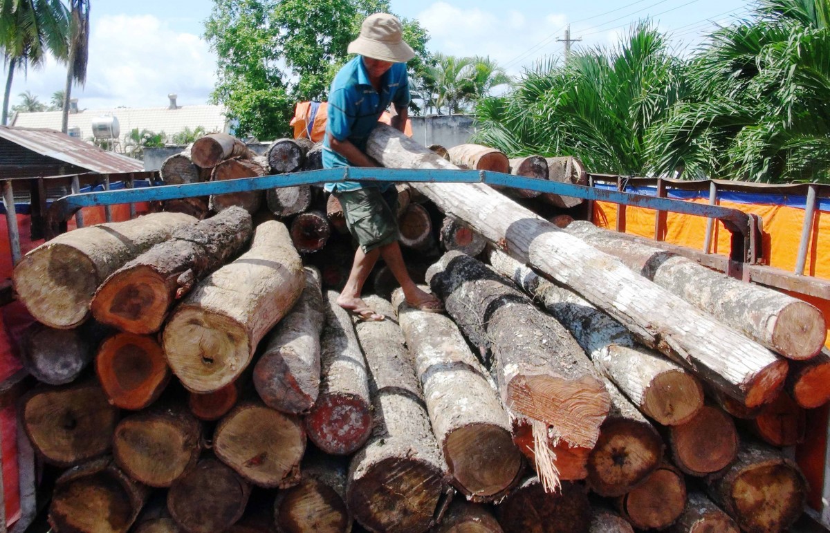 Ngày 14/7, Chi cục Kiểm lâm tỉnh Tây Ninh tiến hành kiểm tra số lượng, chủng loại khoảng trên 20 m3 gỗ lậu gồm: dầu, vên vên, căm xe...không rõ nguồn gốc xuất xứ trên xe tải mang biển kiểm soát 70C-05506 bị bắt giữ ngày 10/7 khi đang chạy từ hướng huyện biên giới Tân Châu về Thành phố Hồ Chí Minh tiêu thụ. Bước đầu được nhận định đây là số gỗ cưa trộm tại các dự án rừng phòng hộ, rừng đặc dụng trên địa bàn tuyến biên giới của tỉnh. Hiện vụ việc đang được tiếp tục điều tra, làm rõ để đưa ra xử lý theo pháp luật. Trong ảnh: Tang vật gỗ lậu trên xe tải bị thu giữ tại Chi cục Kiểm lâm Tây Ninh. Ảnh: Đức Hoảnh – TTXVN