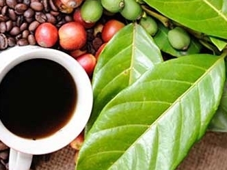 Giá cà phê hai sàn tăng với biên độ rộng trong phiên 14/7