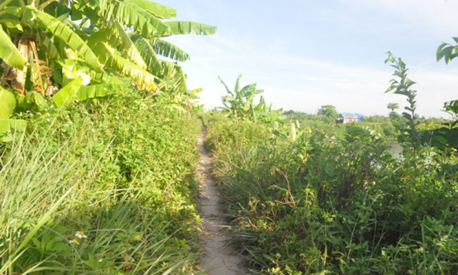 Đường vào đầm tôm chỉ còn là một vệt nhỏ, cỏ mọc um tùm chắn lối đi, chỉ đi vừa được 1 bánh xe.