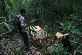 Quảng Nam: Tạm giam nhiều đối tượng trong vụ phá rừng pơ mu