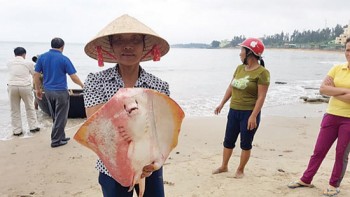 Nước biển đạt 'chuẩn',  cá vẫn… nhiễm độc